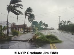 A palm tree lies across part of the road after getting knocked over by the huge winds