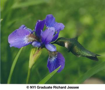 Hummingbird by NYIP Graduate Richard Jessee