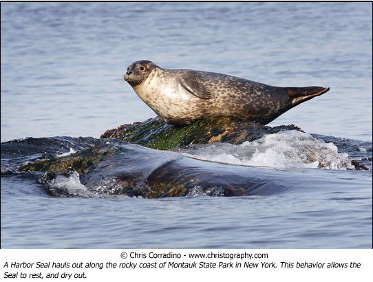 Chris Corradino seal wildlife photo