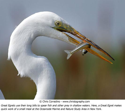 Chris Corradino wildlife photo egret