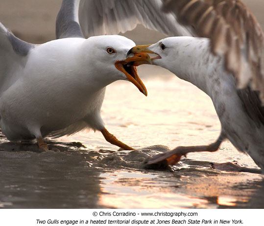 Chris Corradino wildlife gulls photo