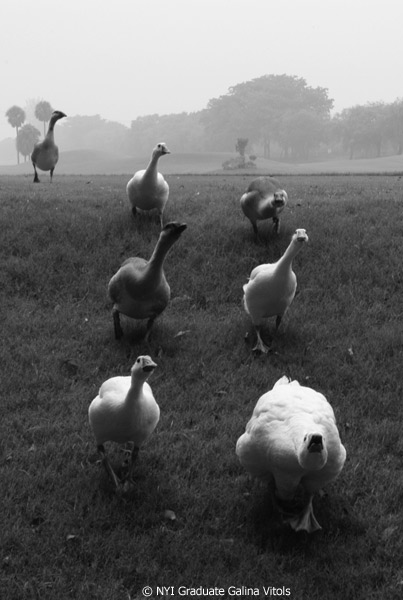 Picture of the Month Seven Geese a Quacking