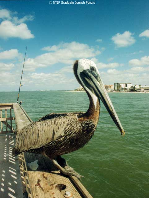 Picture of the Month Pelican